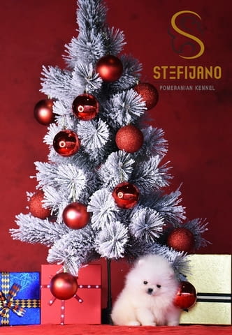 Померански BOO кученца Pomeranian, Vaccinated - Yes, Dewormed - Yes - city of Izvun Bulgaria | Dogs - снимка 2