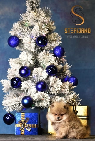 Померански BOO кученца Pomeranian, Vaccinated - Yes, Dewormed - Yes - city of Izvun Bulgaria | Dogs - снимка 3