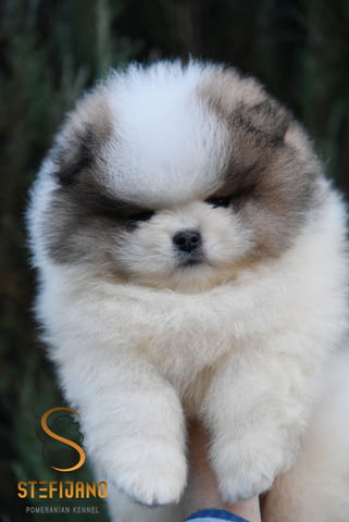 Померански BOO кученца Pomeranian, Vaccinated - Yes, Dewormed - Yes - city of Izvun Bulgaria | Dogs - снимка 4