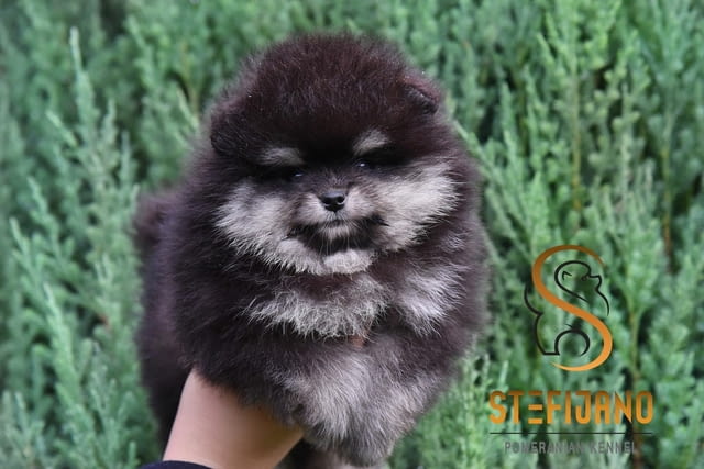 Померански BOO кученца Pomeranian, Vaccinated - Yes, Dewormed - Yes - city of Izvun Bulgaria | Dogs - снимка 5