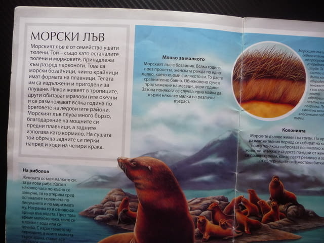 Полярните животни детска красиви рисунки бяла мечка пингвини морски лъв овцебик морж тюлени сова пан - снимка 2