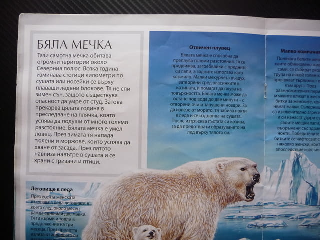 Полярните животни детска красиви рисунки бяла мечка пингвини морски лъв овцебик морж тюлени сова пан - снимка 3