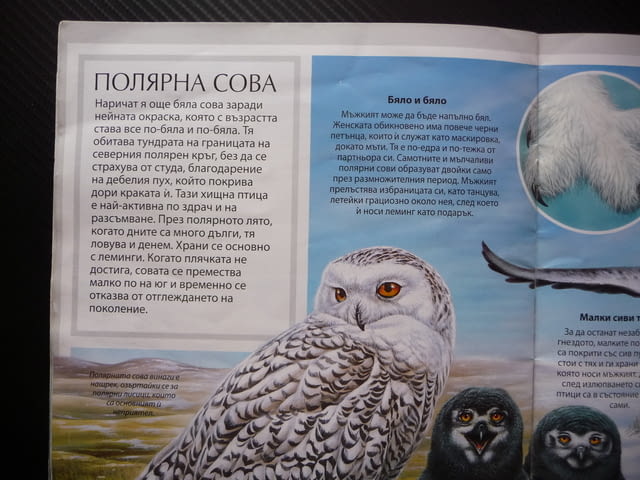 Полярните животни детска красиви рисунки бяла мечка пингвини морски лъв овцебик морж тюлени сова пан - снимка 4