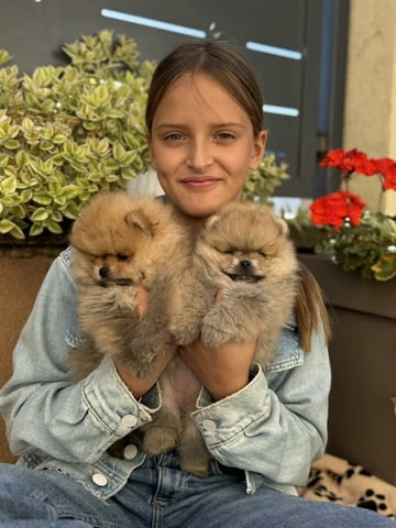 Beautiful Pomeranian puppies available - city of Izvun Bulgaria | Dogs - снимка 1