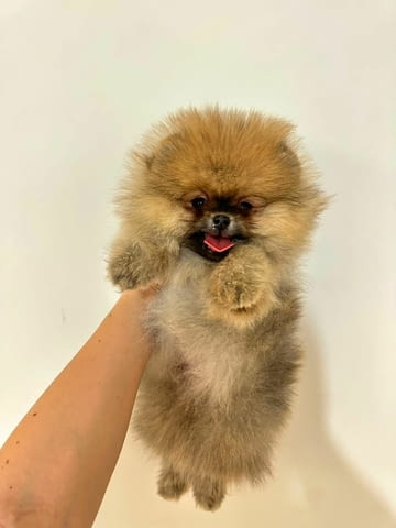 Beautiful Pomeranian puppies available - city of Izvun Bulgaria | Dogs - снимка 2
