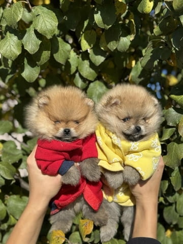 Beautiful Pomeranian puppies available - city of Izvun Bulgaria | Dogs - снимка 3