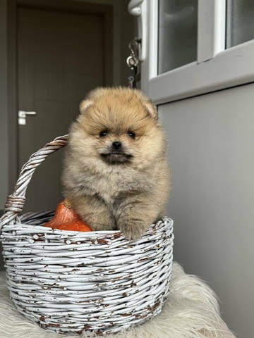 Beautiful Pomeranian puppies available - city of Izvun Bulgaria | Dogs - снимка 5