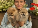 Beautiful Pomeranian puppies available