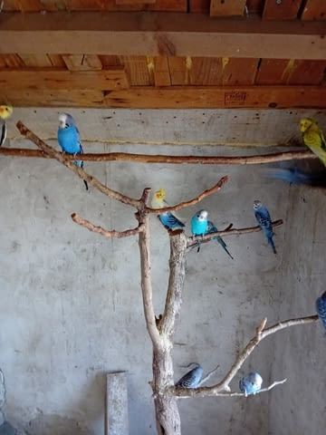 Продавам неразделки Parrot, 2 Years - city of Targovishte | Birds & Exotic