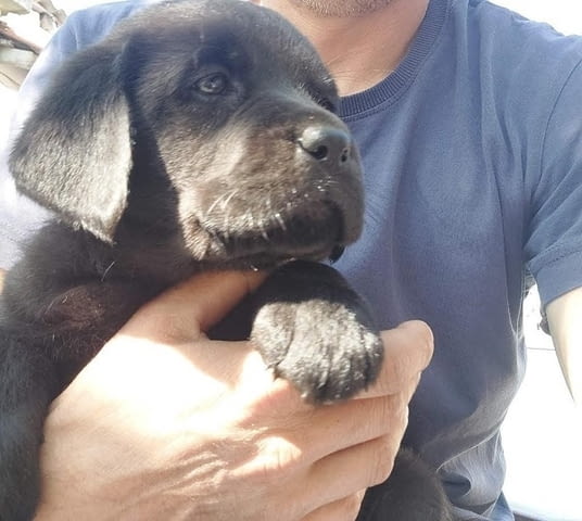 ЛАБРАДОР ретривър, кученца от шампионски произход, град Извън България | Кучета - снимка 4