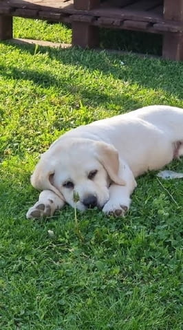 ЛАБРАДОР ретривър, кученца от шампионски произход, град Извън България | Кучета - снимка 5