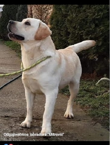 ЛАБРАДОР ретривър, кученца от шампионски произход, град Извън България | Кучета - снимка 6