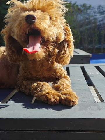 Продавам 3 мини пуделчета – момичета, 8 месеца Пудел мини, 6 месеца, Ваксинирано - Да - село Кошарица | Кучета - снимка 1