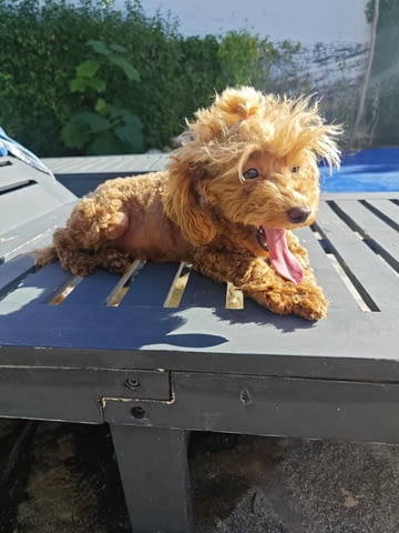 Продавам 3 мини пуделчета – момичета, 8 месеца Пудел мини, 6 месеца, Ваксинирано - Да - село Кошарица | Кучета - снимка 2