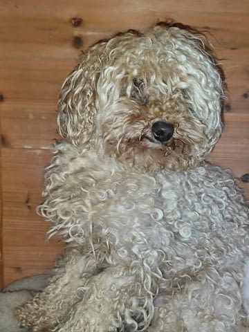 Продавам 3 мини пуделчета – момичета, 8 месеца Пудел мини, 6 месеца, Ваксинирано - Да - село Кошарица | Кучета - снимка 3