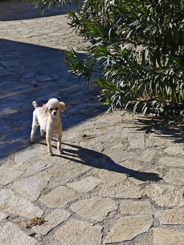 Продавам 3 мини пуделчета – момичета, 8 месеца Пудел мини, 6 месеца, Ваксинирано - Да - село Кошарица | Кучета - снимка 4