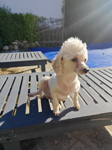 Продавам 3 мини пуделчета – момичета, 8 месеца Пудел мини, 6 месеца, Ваксинирано - Да - село Кошарица | Кучета - снимка 5