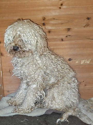 Продавам 3 мини пуделчета – момичета, 8 месеца Пудел мини, 6 месеца, Ваксинирано - Да - село Кошарица | Кучета - снимка 6