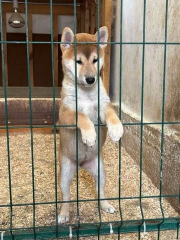 Кученца Шиба Ину от отлични родители Shiba Inu, 2 Months, Vaccinated - Yes - city of Izvun Bulgaria | Dogs - снимка 2