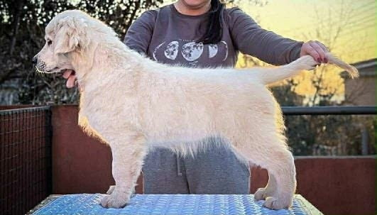 Златен ретривър – кученце Golden Retriever, Vaccinated - Yes, Dewormed - Yes - city of Izvun Bulgaria | Dogs