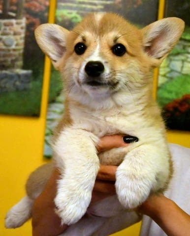 Уелско Корги Пембрук - внос Уелски корги пембрук, 2 месеца, Обезпаразитено - Да - град София | Кучета - снимка 4