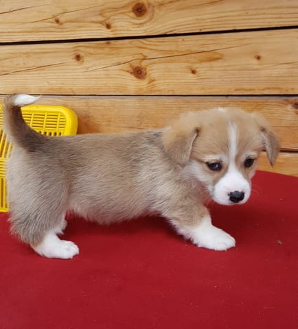 Уелско Корги Пембрук - внос Уелски корги пембрук, 2 месеца, Обезпаразитено - Да - град София | Кучета - снимка 1