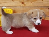 Уелско Корги Пембрук - внос