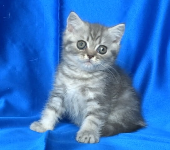 Британско късокосместо котенце British Shorthair, 2 Months, Dewormed - Yes - city of Sofia | Cats - снимка 1