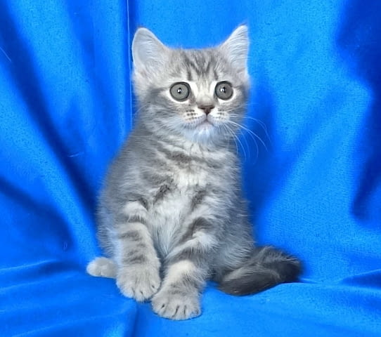 Британско късокосместо котенце British Shorthair, 2 Months, Dewormed - Yes - city of Sofia | Cats - снимка 2