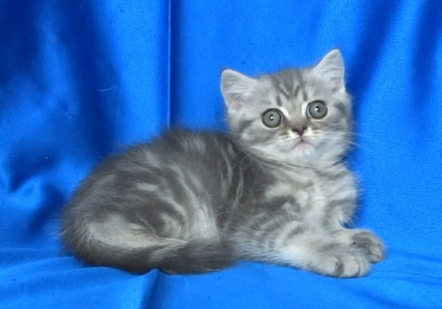 Британско късокосместо котенце British Shorthair, 2 Months, Dewormed - Yes - city of Sofia | Cats - снимка 3