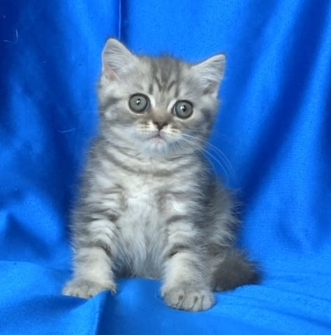 Британско късокосместо котенце British Shorthair, 2 Months, Dewormed - Yes - city of Sofia | Cats - снимка 4