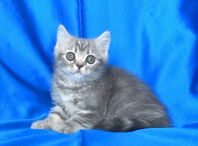 Британско късокосместо котенце British Shorthair, 2 Months, Dewormed - Yes - city of Sofia | Cats - снимка 5