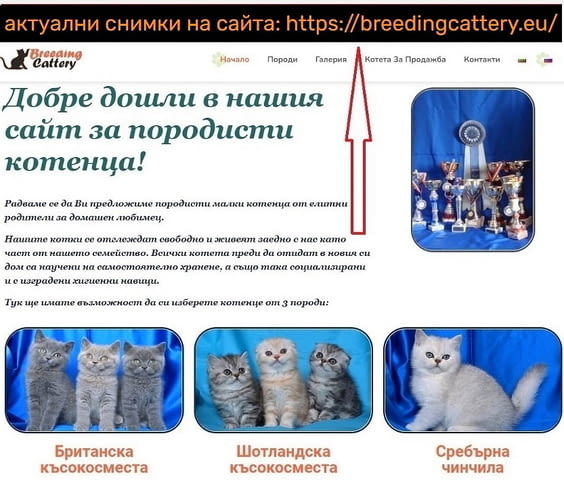 Британско късокосместо котенце British Shorthair, 2 Months, Dewormed - Yes - city of Sofia | Cats - снимка 6