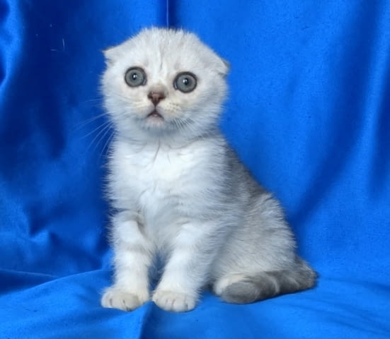 Клепоуха - Сребърна чинчила Scottish Lop-eared, 2 Months, Dewormed - Yes - city of Sofia | Cats - снимка 1