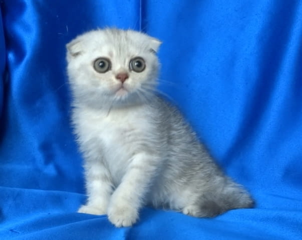 Клепоуха - Сребърна чинчила Scottish Lop-eared, 2 Months, Dewormed - Yes - city of Sofia | Cats - снимка 2