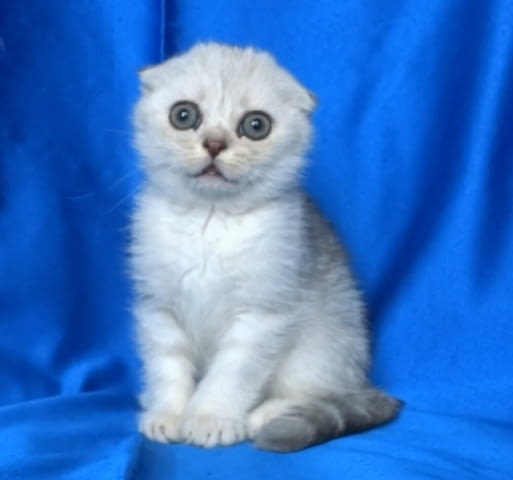 Клепоуха - Сребърна чинчила Scottish Lop-eared, 2 Months, Dewormed - Yes - city of Sofia | Cats - снимка 3