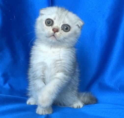 Клепоуха - Сребърна чинчила Scottish Lop-eared, 2 Months, Dewormed - Yes - city of Sofia | Cats - снимка 4