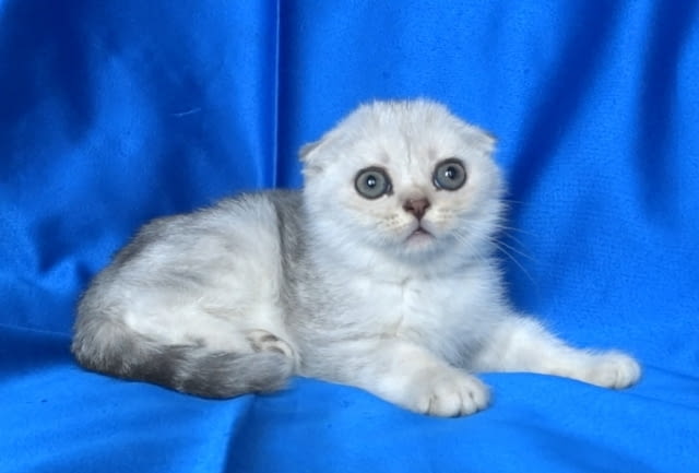 Клепоуха - Сребърна чинчила Scottish Lop-eared, 2 Months, Dewormed - Yes - city of Sofia | Cats - снимка 5
