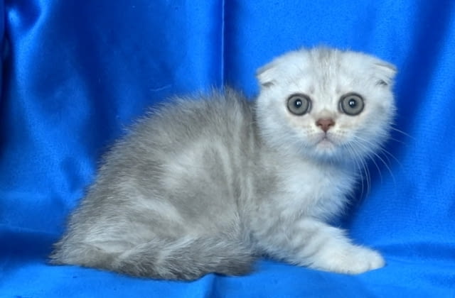 Клепоуха - Сребърна чинчила Scottish Lop-eared, 2 Months, Dewormed - Yes - city of Sofia | Cats - снимка 6