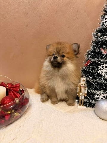 Кученца Померан Шпиц оранжево-бяло Mini German Spitz, 3 Months, Vaccinated - Yes - city of Izvun Bulgaria | Dogs - снимка 1