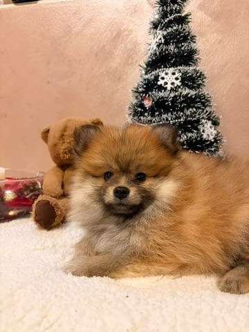Кученца Померан Шпиц оранжево-бяло Mini German Spitz, 3 Months, Vaccinated - Yes - city of Izvun Bulgaria | Dogs - снимка 2