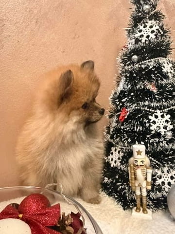 Кученца Померан Шпиц оранжево-бяло Mini German Spitz, 3 Months, Vaccinated - Yes - city of Izvun Bulgaria | Dogs - снимка 3