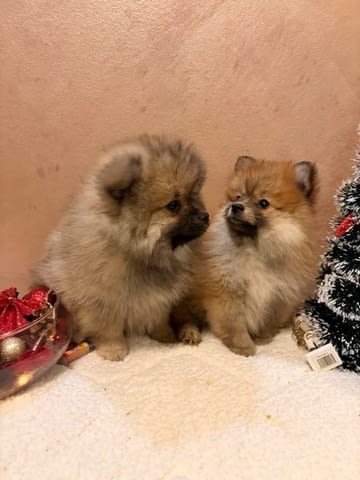 Кученца Померан Шпиц оранжево-бяло Mini German Spitz, 3 Months, Vaccinated - Yes - city of Izvun Bulgaria | Dogs - снимка 4