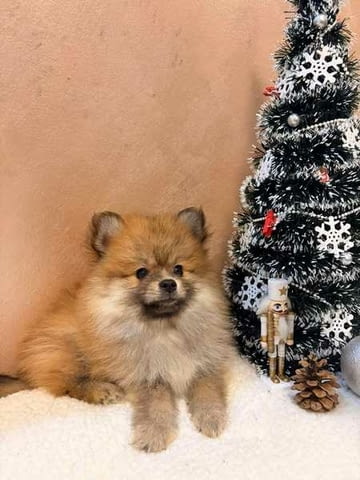Кученца Померан Шпиц оранжево-бяло Mini German Spitz, 3 Months, Vaccinated - Yes - city of Izvun Bulgaria | Dogs - снимка 5