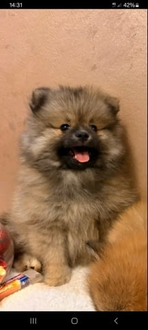 Кученца Померан Шпиц оранжево-бяло Mini German Spitz, 3 Months, Vaccinated - Yes - city of Izvun Bulgaria | Dogs - снимка 6