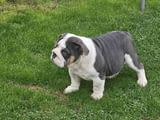 English bulldog