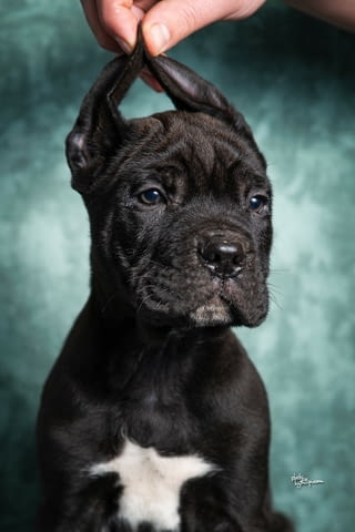 Cane Corso puppies Канекорсо - град Извън България | Кучета - снимка 1