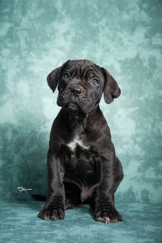 Cane Corso puppies Канекорсо - град Извън България | Кучета - снимка 3