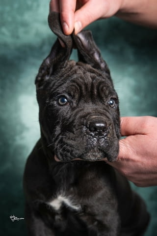 Cane Corso puppies Канекорсо - град Извън България | Кучета - снимка 4
