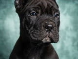 Cane Corso puppies